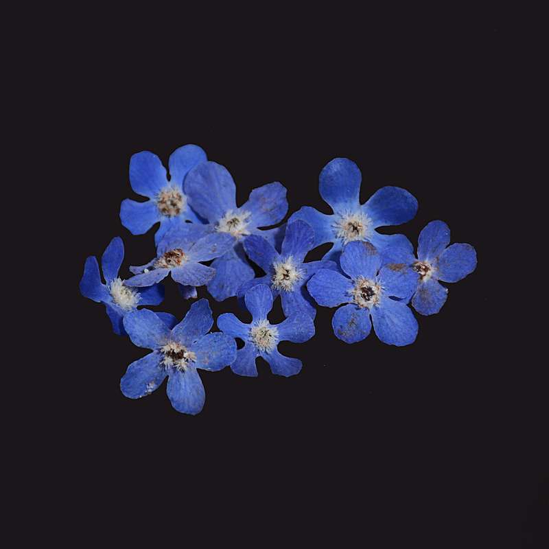 گل خشک مدل پنج پر کبود کد TW-900 مجموعه 10 عددی