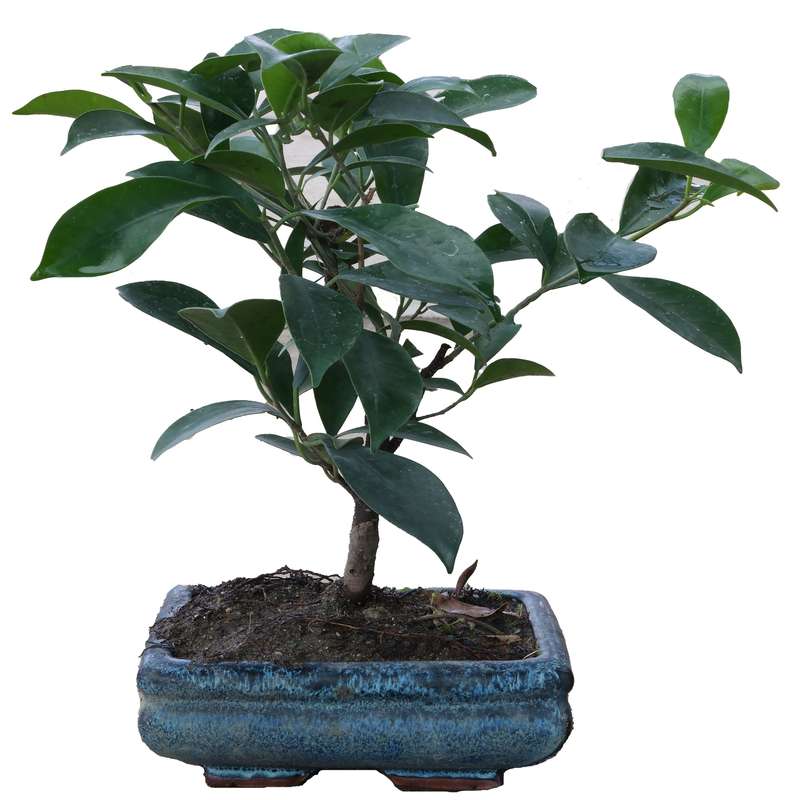 گیاه طبیعی بونسای فیکوس رتوزا مدل مینیاتوری