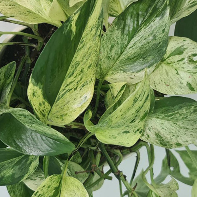 گیاه طبیعی پوتوس مرمری گل گیفت کد GP012