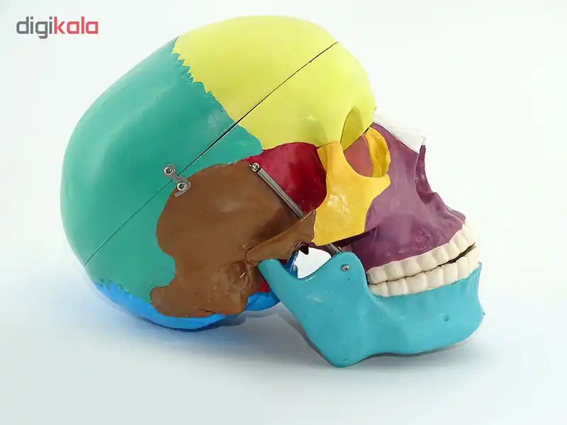آناتومی جمجمه انسان مدل C200