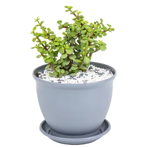 گیاه طبیعی خرفه مدل p-26