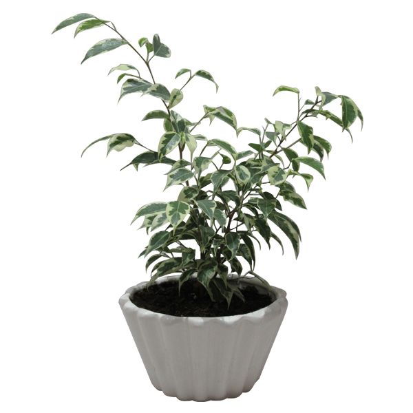گیاه طبیعی بنژامین کد AB - M01