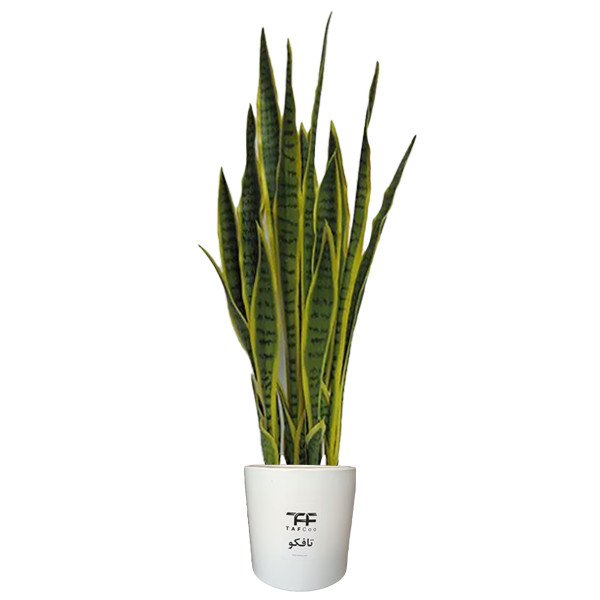 گل طبیعی سانسوريا ابلق تافکو مدل غلاف کد 3x