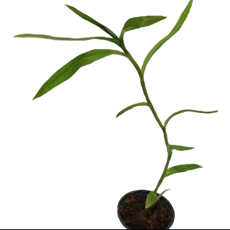 گیاه طبیعی ارکیده مدل اپیدندروم گیاه طبیعی ارکیده مدل اپیدندروم