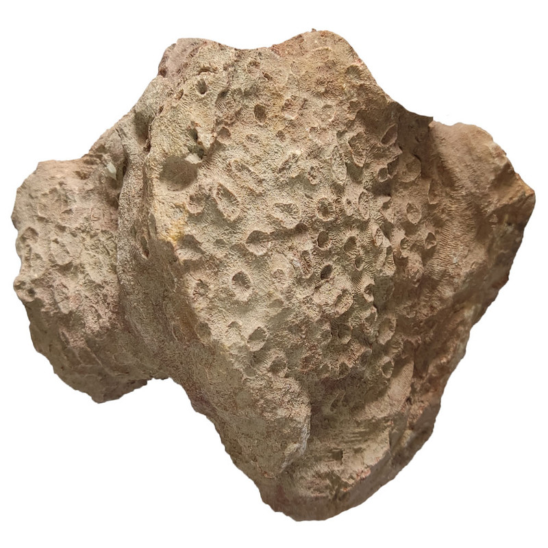 سنگ راف مرجانی مدل s2