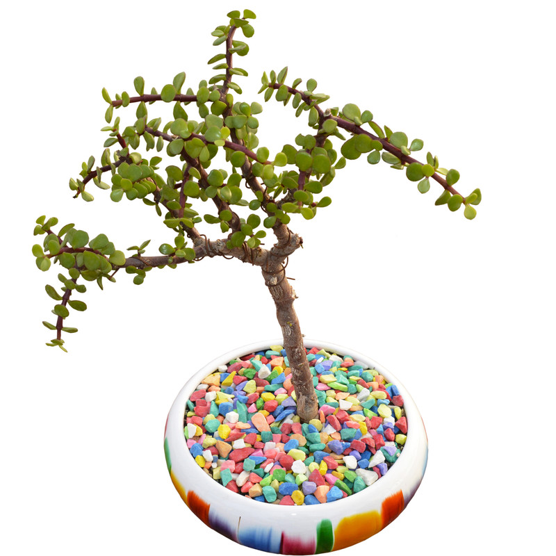 بونسای پرتولاکاریا مدل 001 بونسای پرتولاکاریا مدل 001