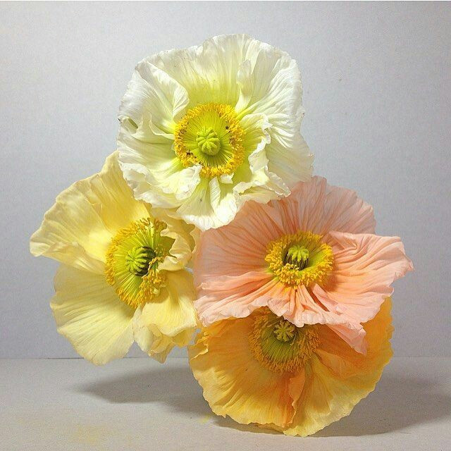 سیلیکون قالب گیری به گز مدل گل ختمی مجموعه 6عددی