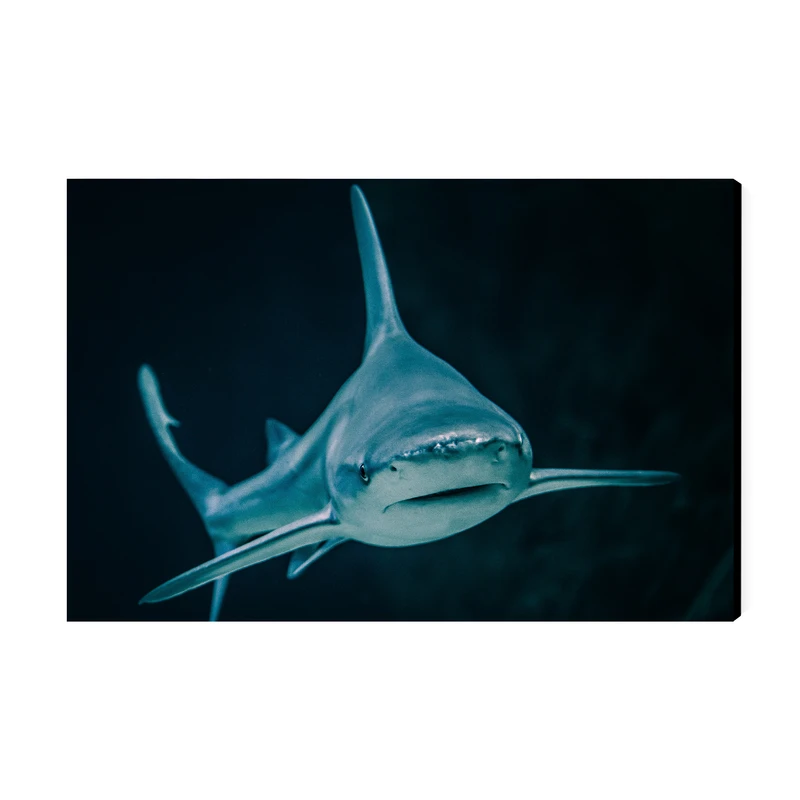 تابلو شاسی عرش مدل فانتزی کوسه کد As1974