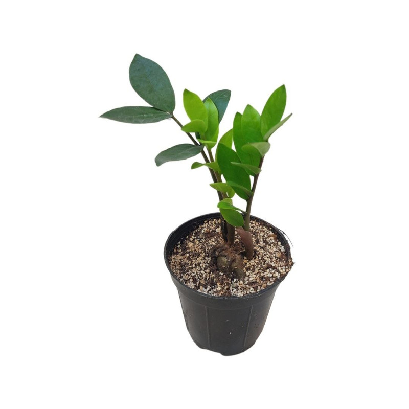 گیاه طبیعی زاموفیلیا سبز مدل 012