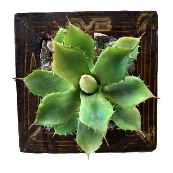 گلدان دیواری مدل GVB2 گلدان دیواری مدل GVB2