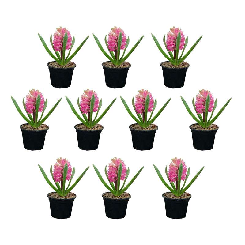 گل طبیعی سنبل صورتی کد 01 مجموعه 10 عددی گل طبیعی سنبل صورتی کد 01 مجموعه 10 عددی