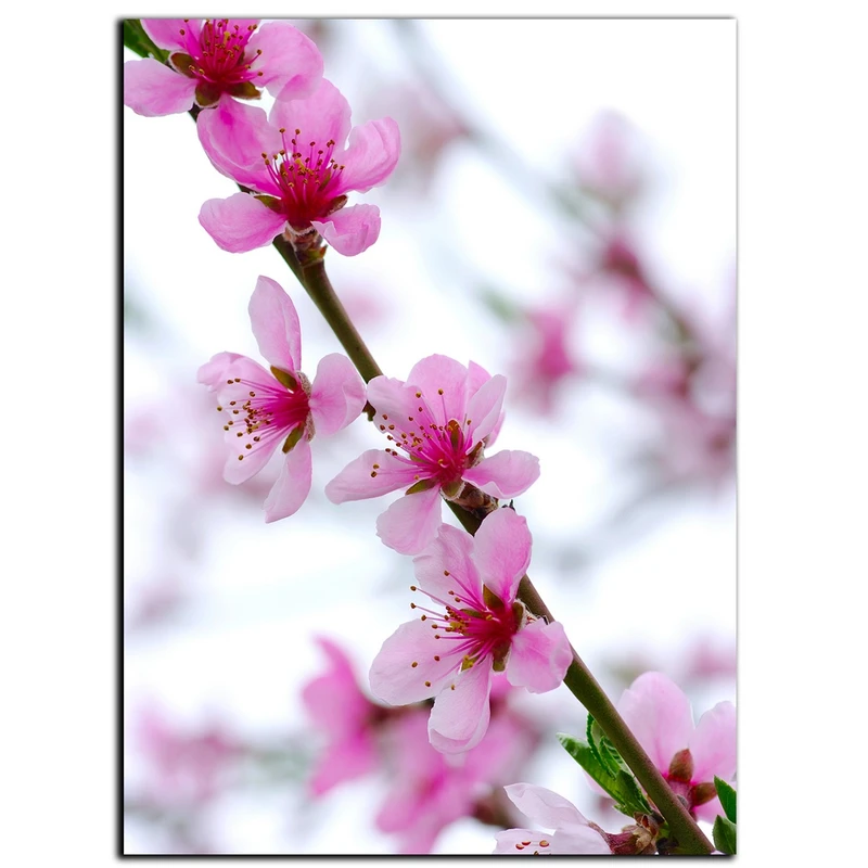 تابلو شاسی بکلیت طرح شکوفه بهاری مدل SH-S1121