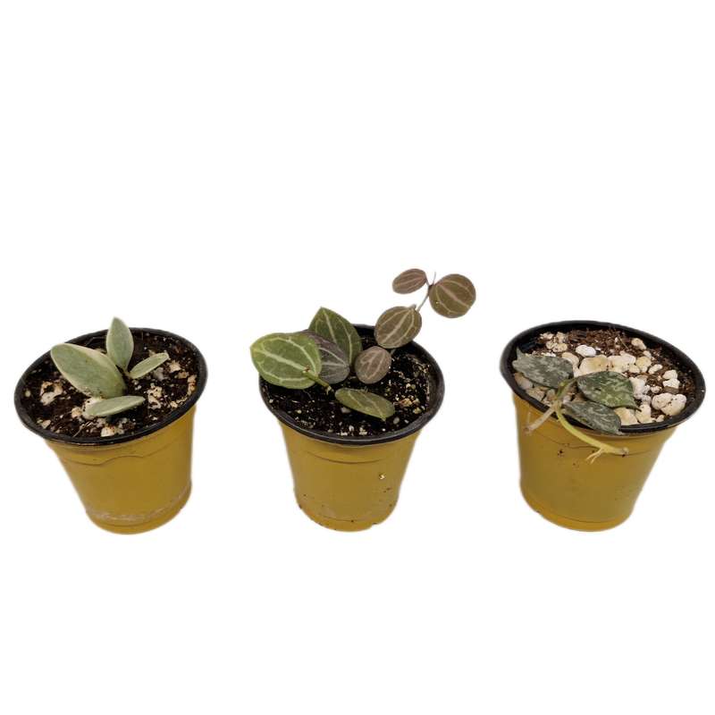 گیاه طبیعی هویا کد 083 بسته 3 عددی