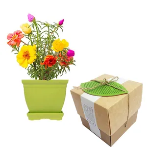 مجموعه کاشت گلدونه گل ناز پر پر