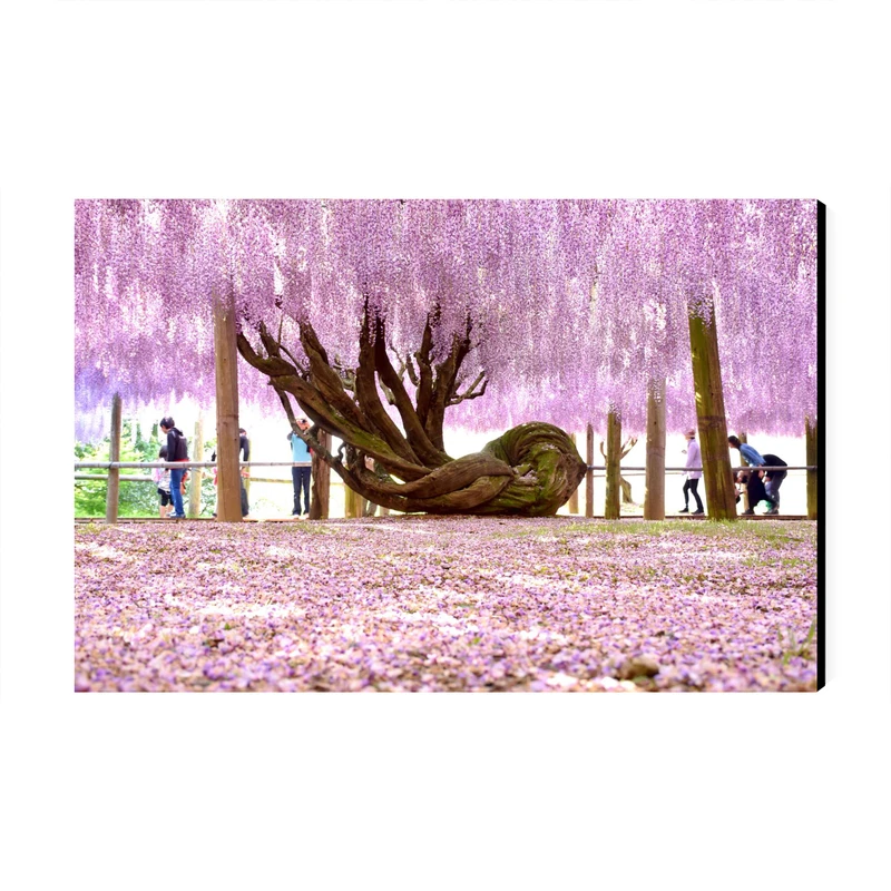 تابلو شاسی عرش طرح گردشگری ژاپن مدل باغ کاواچی ویستریا کد As6198