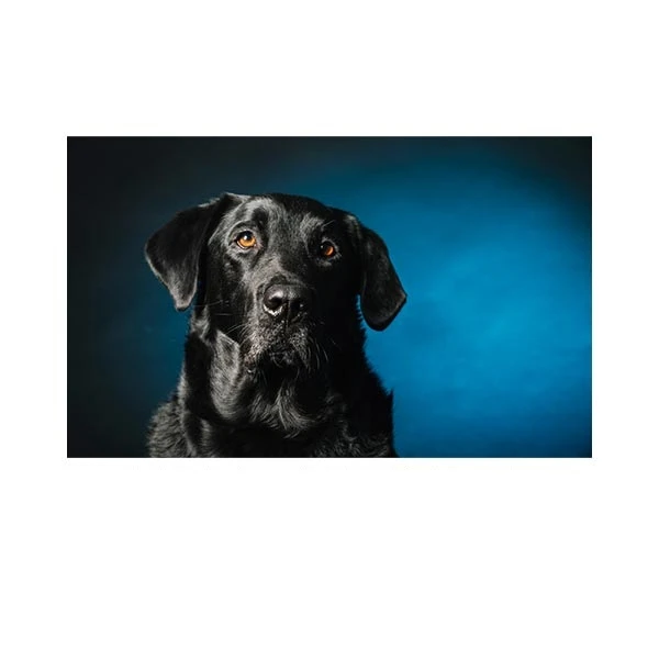   پادری مدل حیوانات کد HSHMA0081 سایز 76x46 سانتی متر