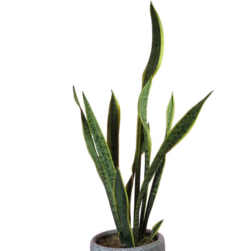 گیاه طبیعی سانسوریا شمشیری ابلغ کد AS-12