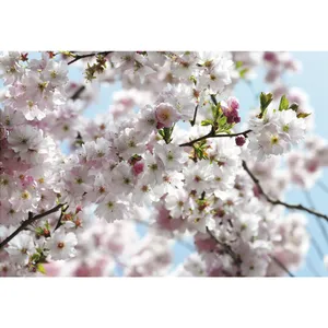 پوستر دیواری کومار مدل Spring 8-507