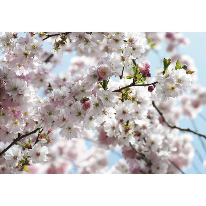 پوستر دیواری کومار مدل Spring 8-507
