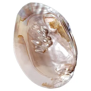 صدف تزیینی مدل مادر مروارید ساز