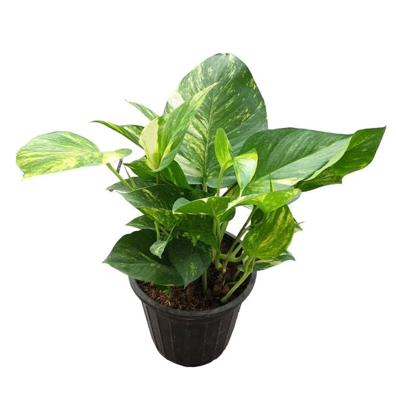 گیاه طبیعی پتوس کد 185