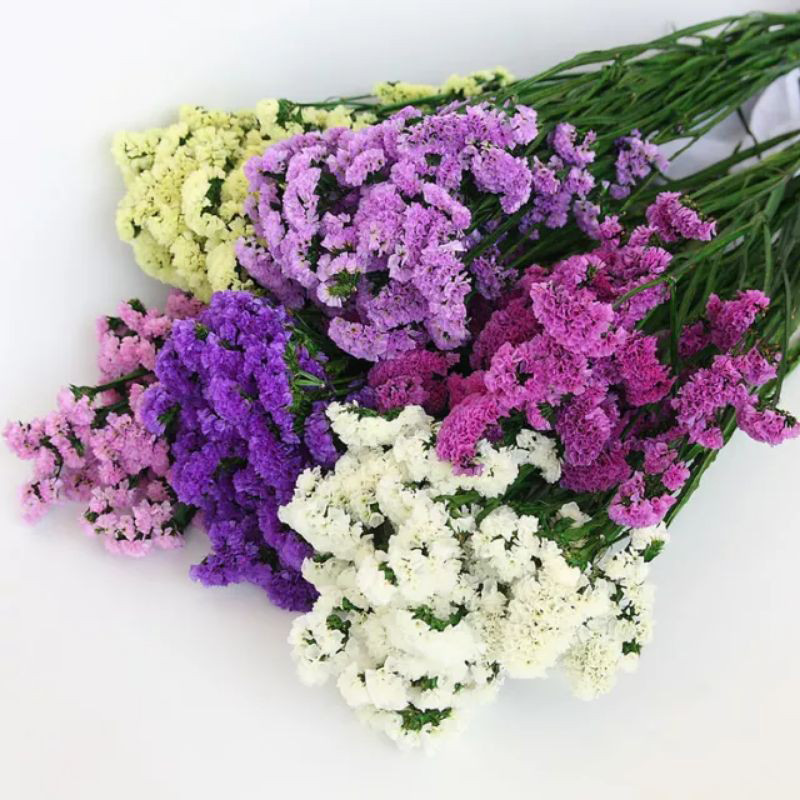 بذر استاتیس لیمونیوم پابلند الوان وانیا سید مدل 035 بذر استاتیس لیمونیوم پابلند الوان وانیا سید مدل 035