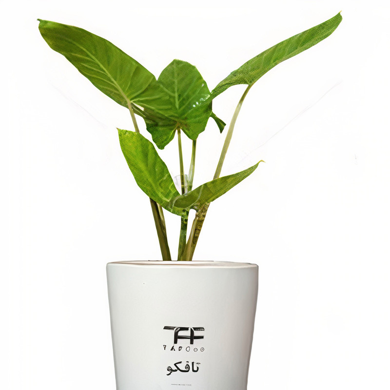 گل طبیعی بابا ادم  تافکو کد 2025