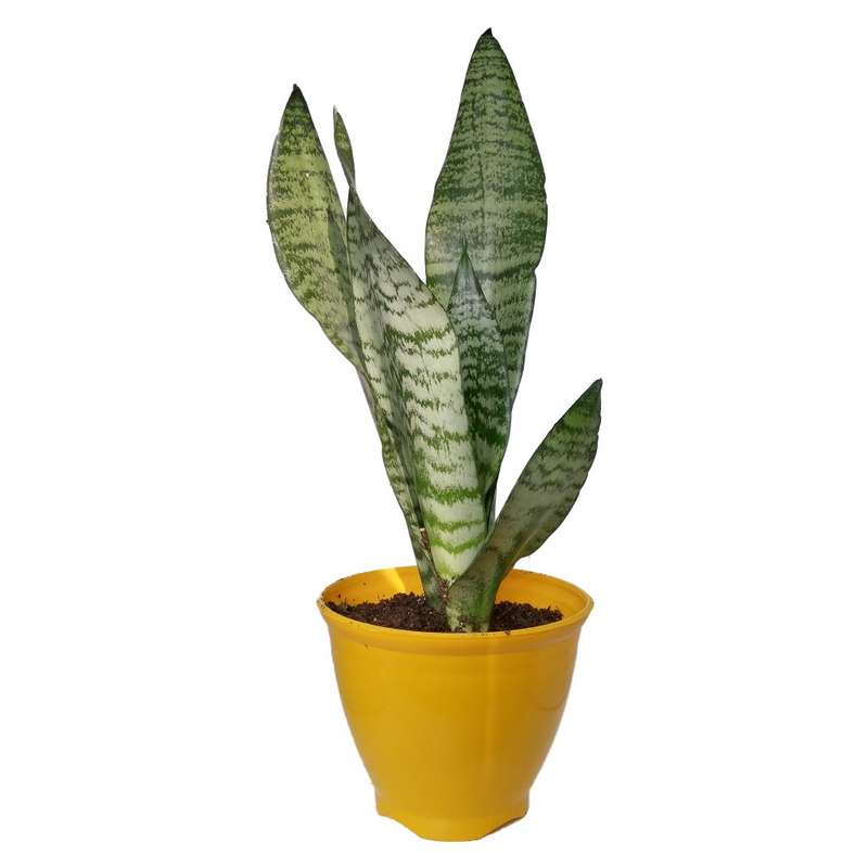 گیاه طبیعی سانسوریا کرواتی کد sp03