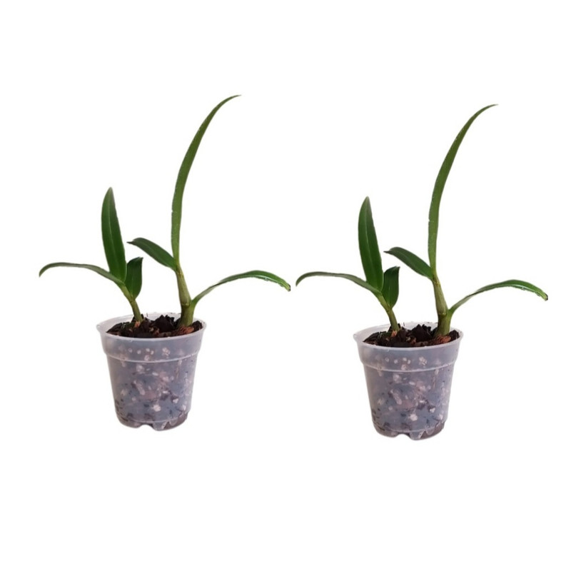 گیاه ارکیده طبیعی مدل دندروبیوم دنفال بسته 2 عددی گیاه ارکیده طبیعی مدل دندروبیوم دنفال بسته 2 عددی