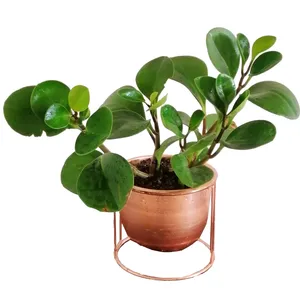 گیاه طبیعی قاشقی کد 221