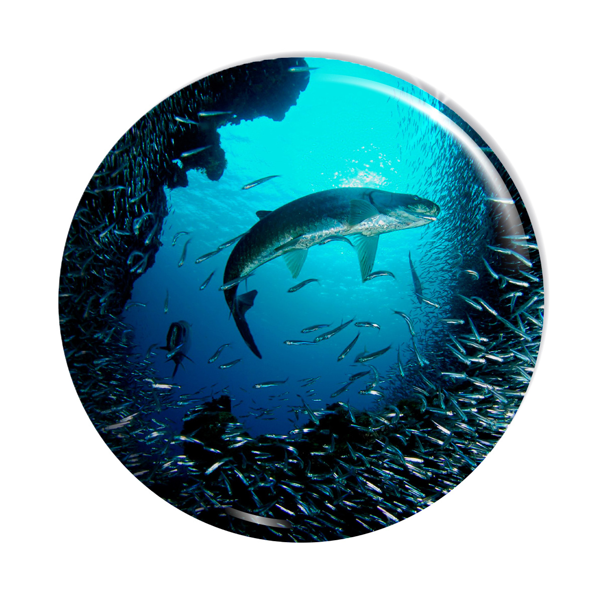 پیکسل اسانا طرح اقیانوس ماهی کوسه  کد  ASA120