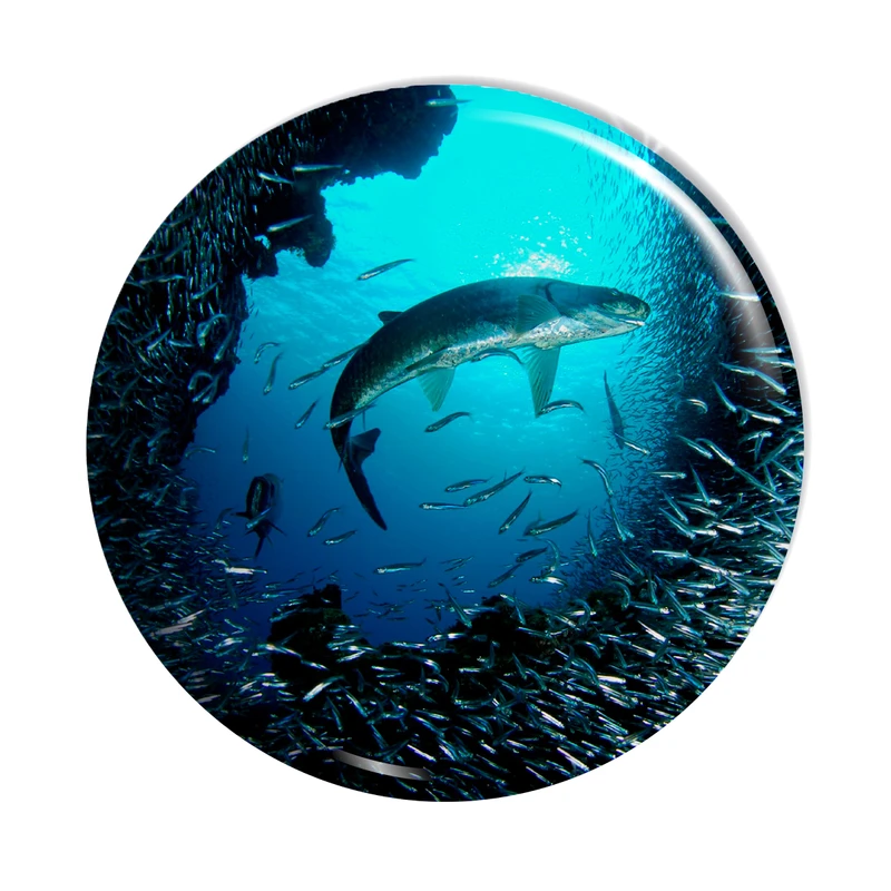 پیکسل اسانا طرح اقیانوس ماهی کوسه کد ASA120