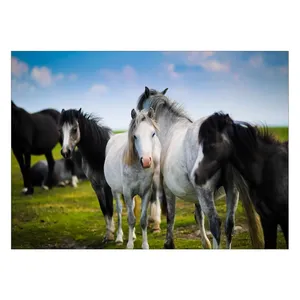 Wensoni Black and White Horses Chassis Size 50 x 70 Cm