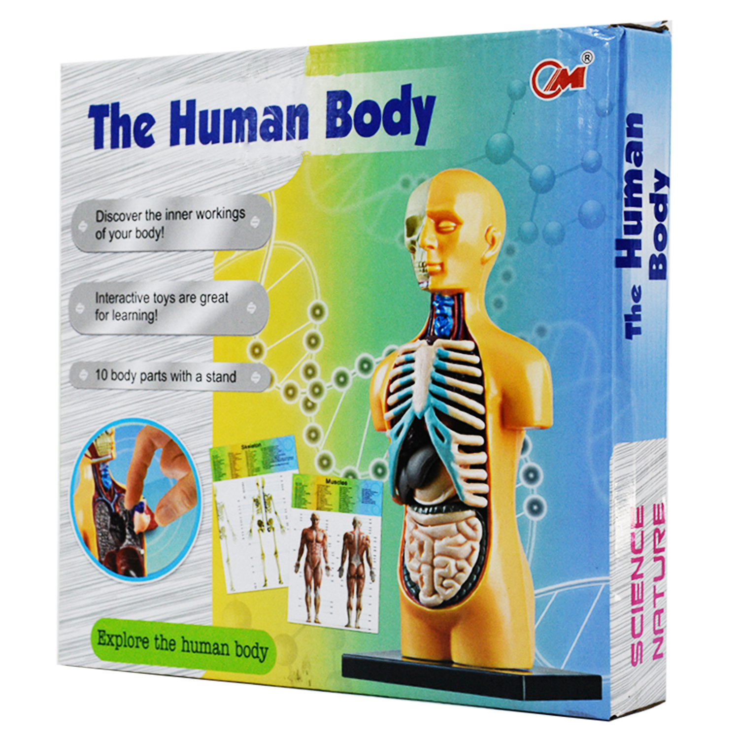 بازی آموزشی طرح مولاژ آناتومی بدن مدل The Human Body 3305