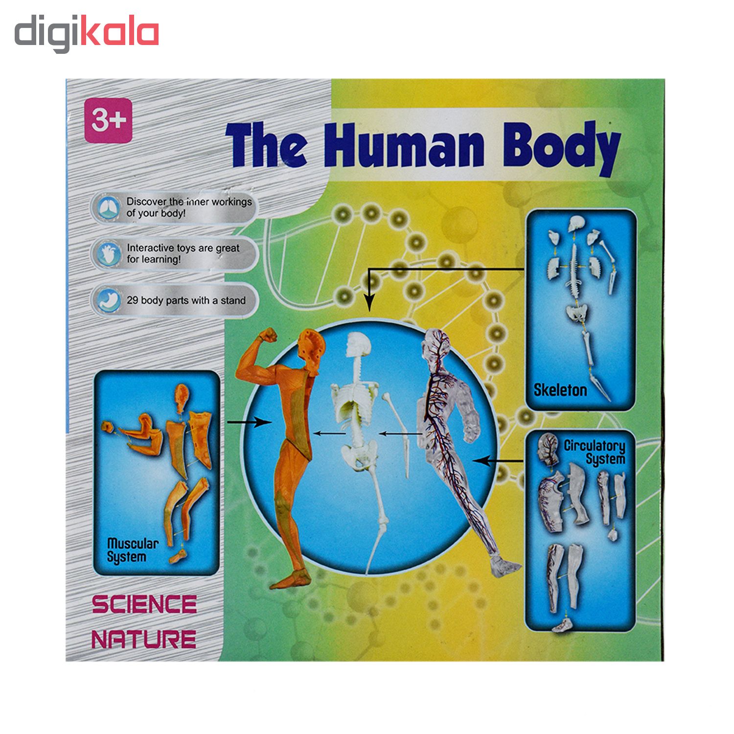 بازی آموزشی طرح مولاژ آناتومی بدن مدل The Human Body 3303