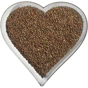 مجموعه آماده کاشت سبزه بذر عدس فصل سبز طرح Heart کد H-A-01