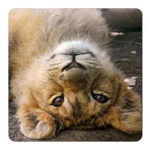  مگنت طرح شیر کد NIM1511