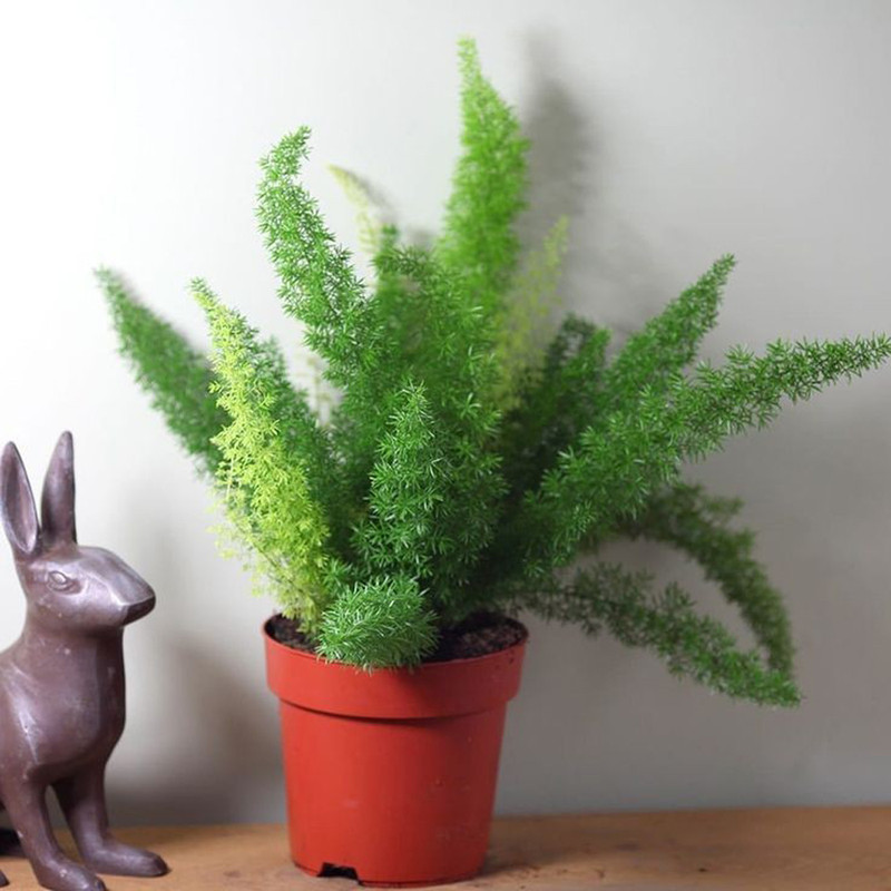 گیاه طبیعی دم روباهی مدل F-28