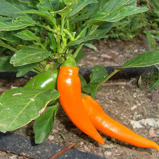 بذر فلفل پاپریکا نارنجی وانیا سید مدل F37 بذر فلفل پاپریکا نارنجی وانیا سید مدل F37