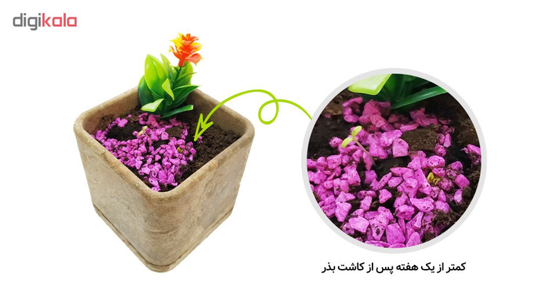مجموعه بذر گل گیفو مدل G03