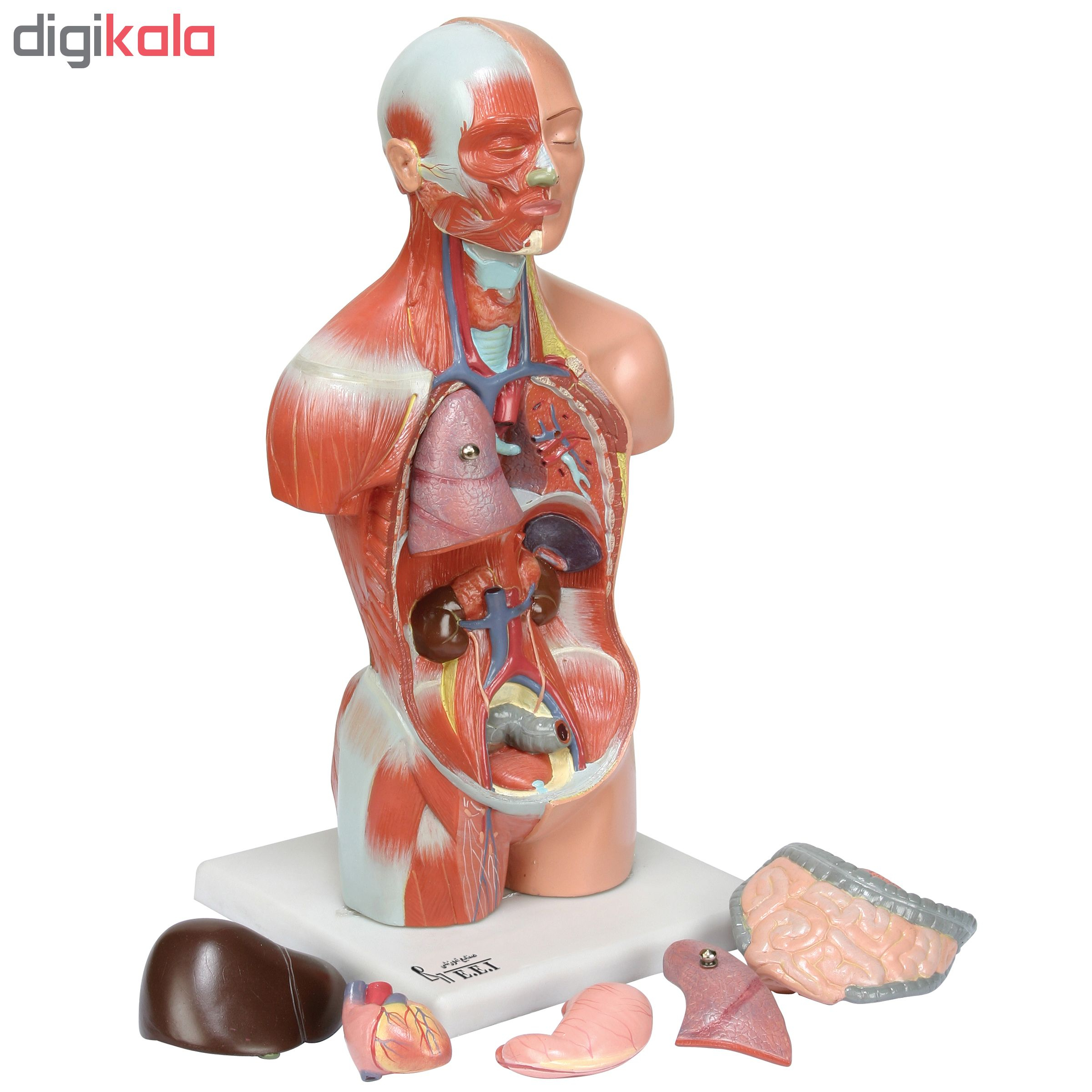 بازی آموزشی صنایع آموزشی طرح مولاژ آناتومی بدن انسان کد 3118
