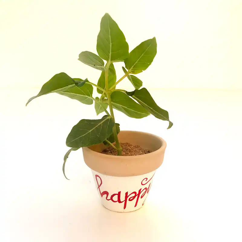 گلدان سفالی مدل happy کد 3