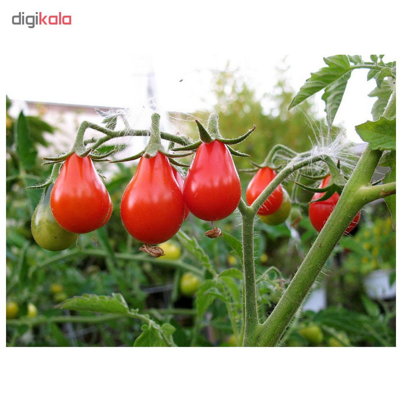 بذر گوجه گلابی قرمز مدل GL30