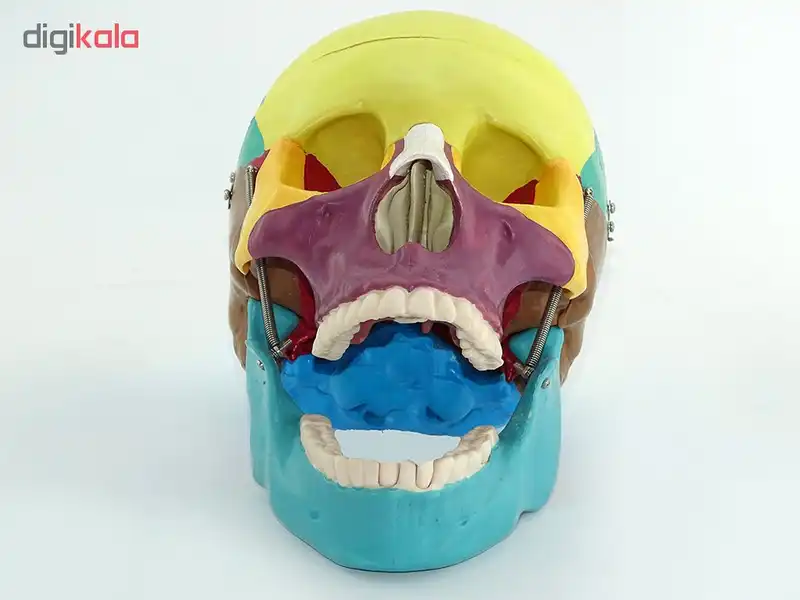 آناتومی جمجمه انسان مدل C200