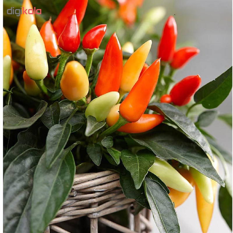 بذر فلفل زینتی رنگارنگ مدل GL50