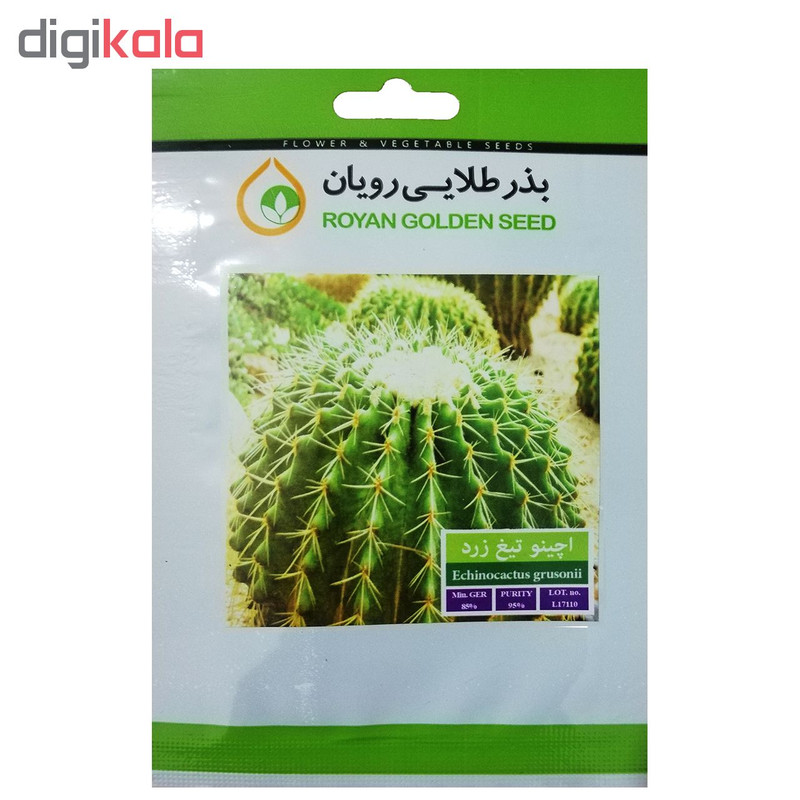 بذر کاکتوس اچینو تیغ زرد بذر طلایی کد BZT-119