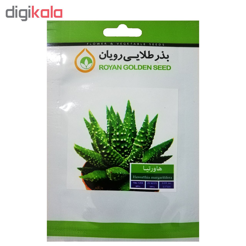 بذر ساکولنت هاورتیا بذر طلایی رویان کد BZT-122