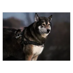 Wensoni Siberian Husky Chassis Size 50 x 70 Cm