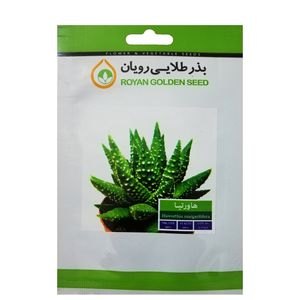 بذر ساکولنت هاورتیا بذر طلایی رویان کد BZT-122