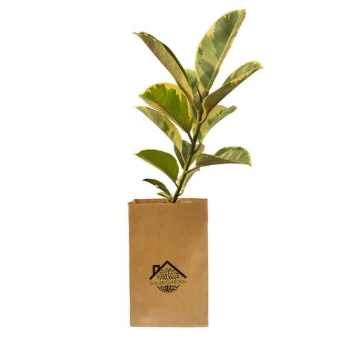 گیاه آپارتمانی فیکوس ابلغ ملکی گاردن مدل MG02